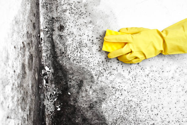 Best Best Mold Removal Companies  in Manti, UT