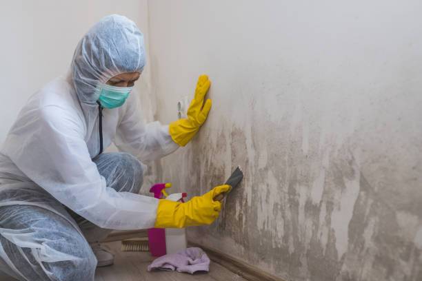 Best Mold Testing  in Manti, UT