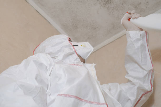 Best Affordable Mold Removal  in Manti, UT