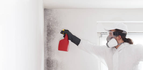 Best Certified Mold Removal  in Manti, UT