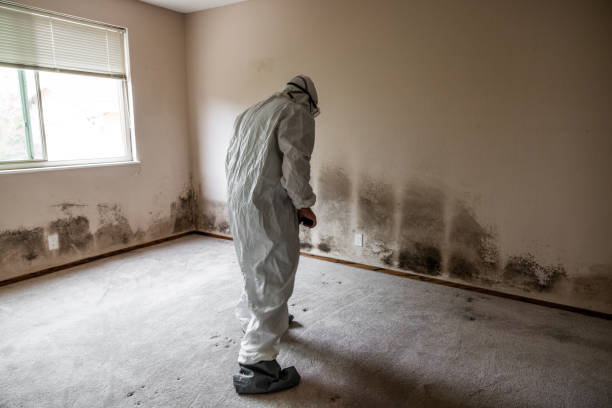 Best Emergency Mold Removal  in Manti, UT