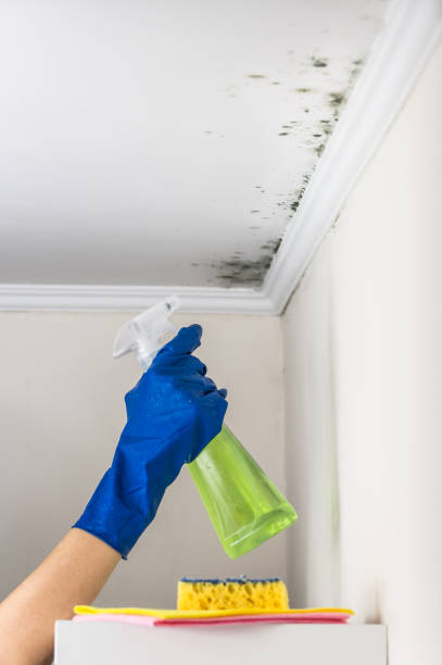 Best Mold Testing  in Manti, UT